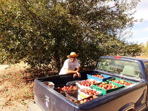 apple harvest