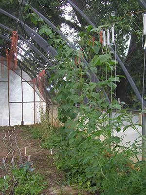 greenhouse vines