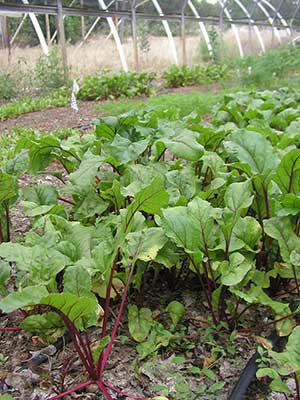 greenhouse beets