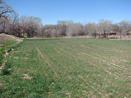 winter rye