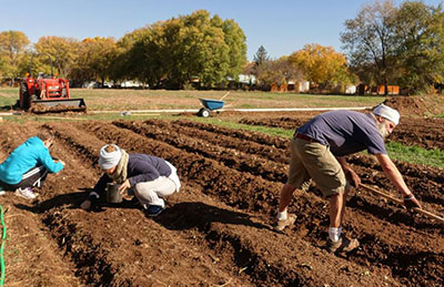 garlic planting