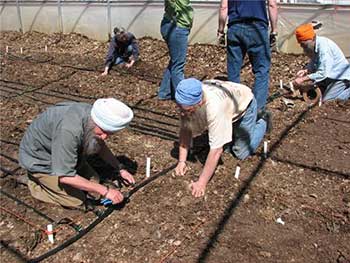 Laying the watering system