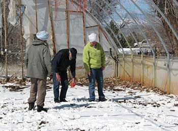 Greenhouse in the winter