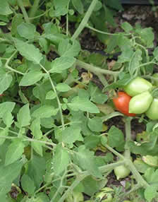 greenhouse tomatoes