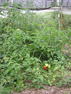 tomatoes