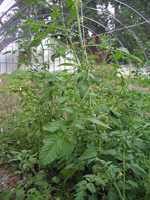 greenhouse tomatoe plant