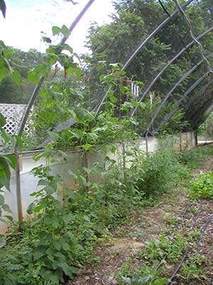 greenhouse vines